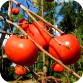 Хурма "Сладость" Хурма "Сладость"
